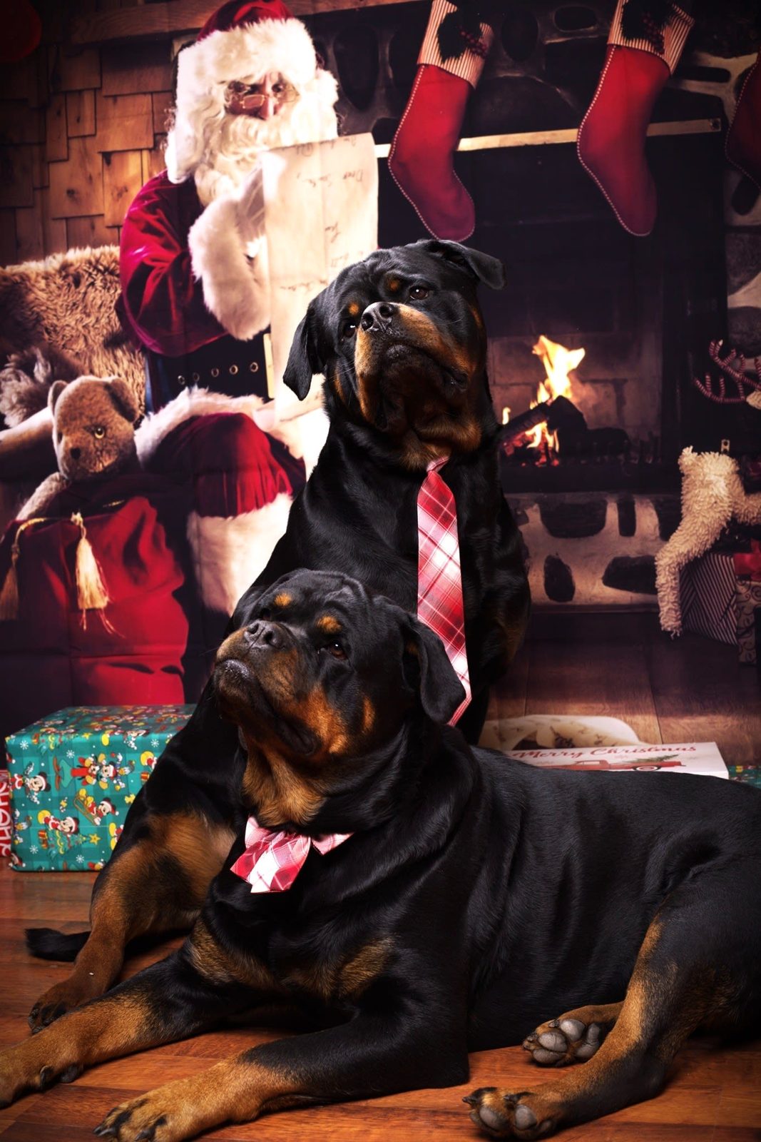 Family portrait with their dog in the Mattoon, IL studio
